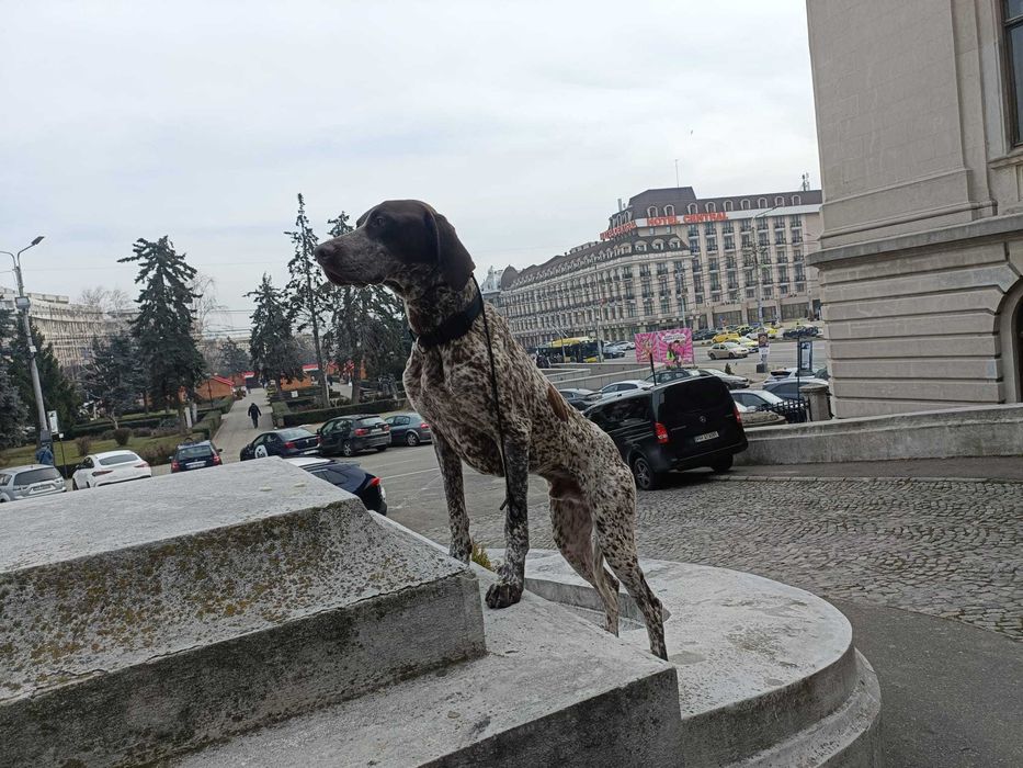 Dresaj canin si disciplina de baza