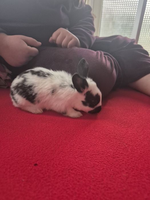 Iepuri fluture german