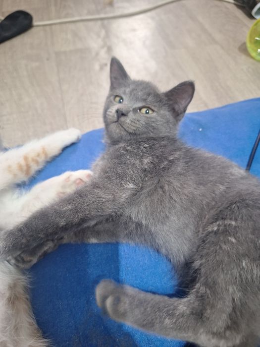 Котята ищет дом бесплатно