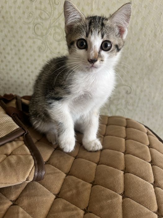 отдам красивых котят