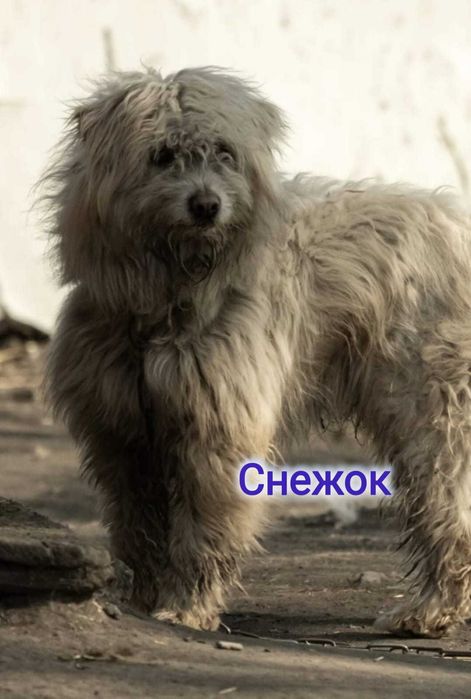Дарю в добрые и ответственные руки