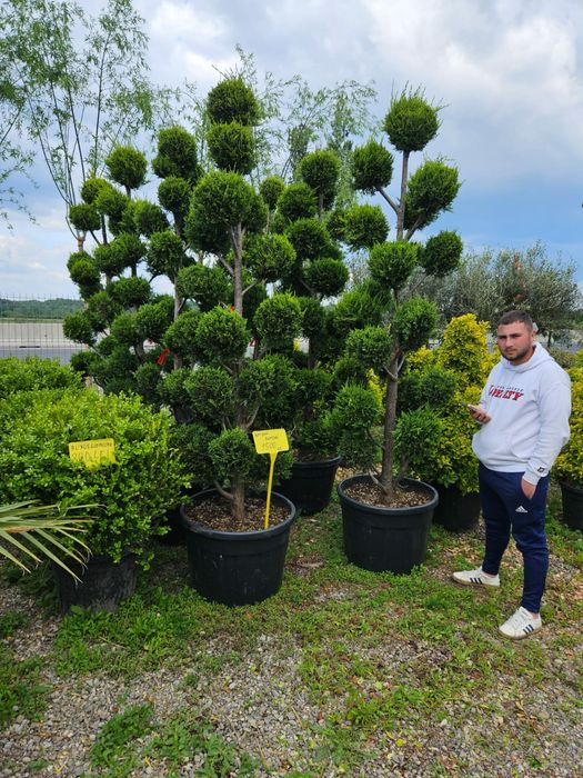 Pon pon,cu transport