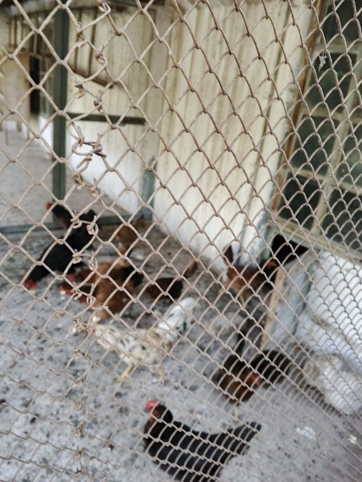 товуклар пародали