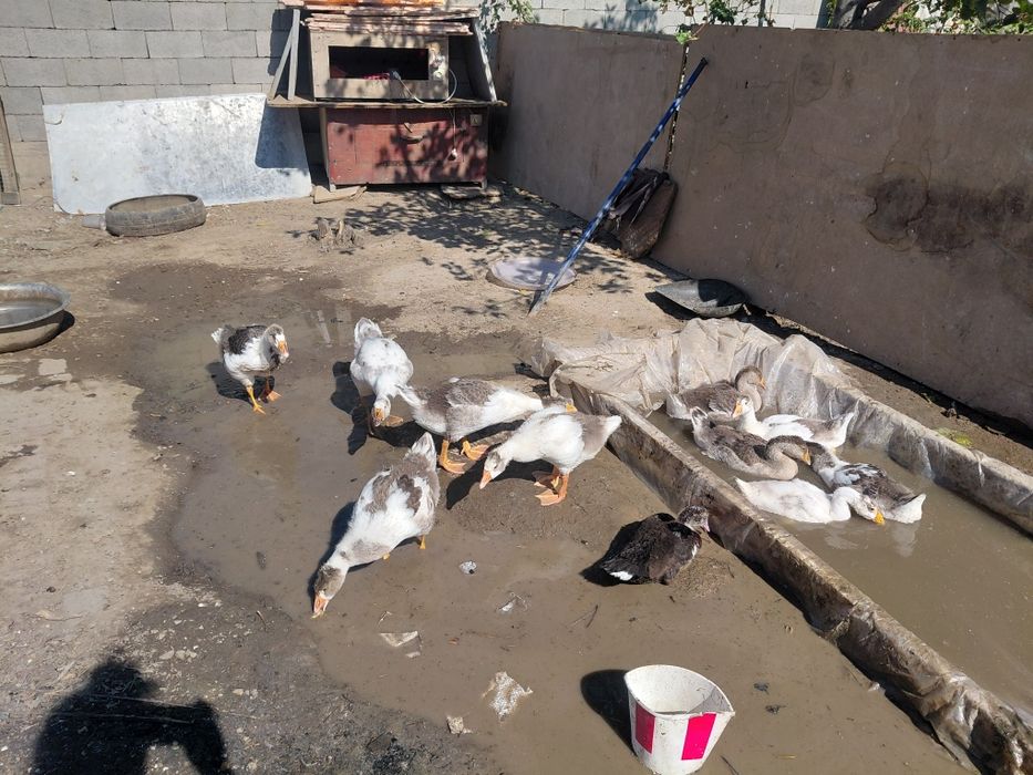 Гусята 3месяца им