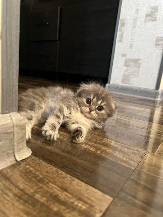 Очаровательные котята
