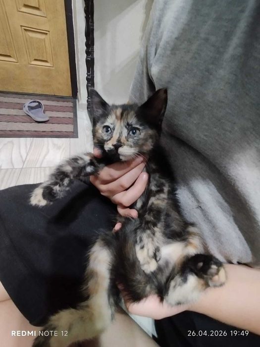 отдам котят в хорошие добрые руки