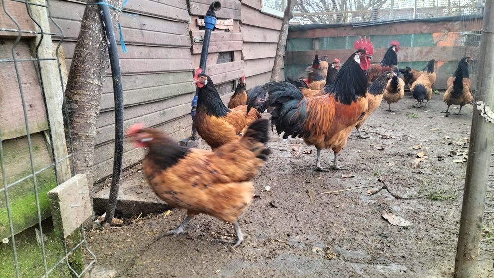 Vând cocoși din rasa Vorverk