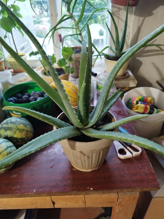 Продам комнатные растения