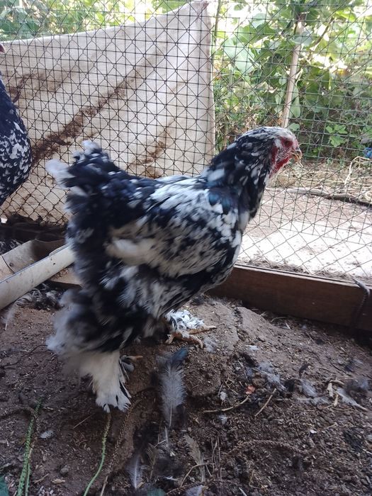 Акция и скидка Брама (Турция)