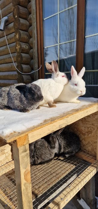 Продам кроликов 3самки 1 самец