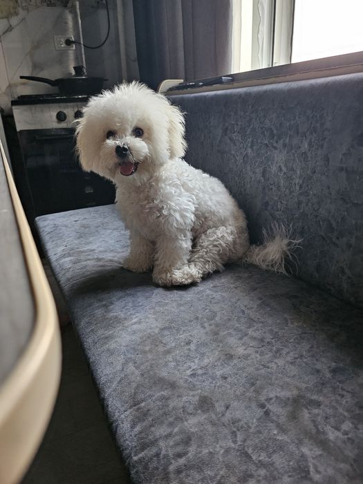 Бишон фризе ..знакомства а потом вязка