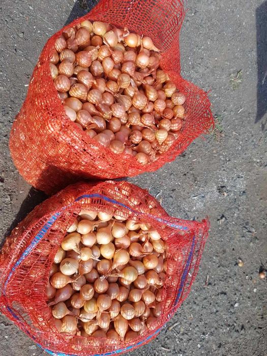 Арпаджик и Балучка