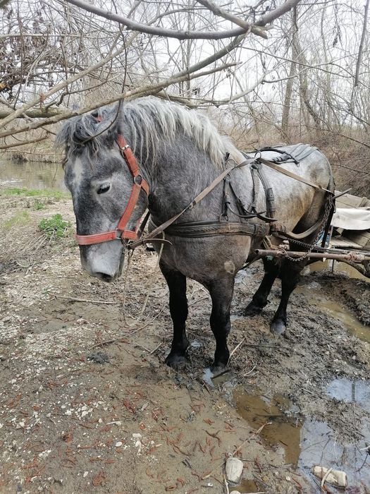 Vând mânz percheron 3 ani
