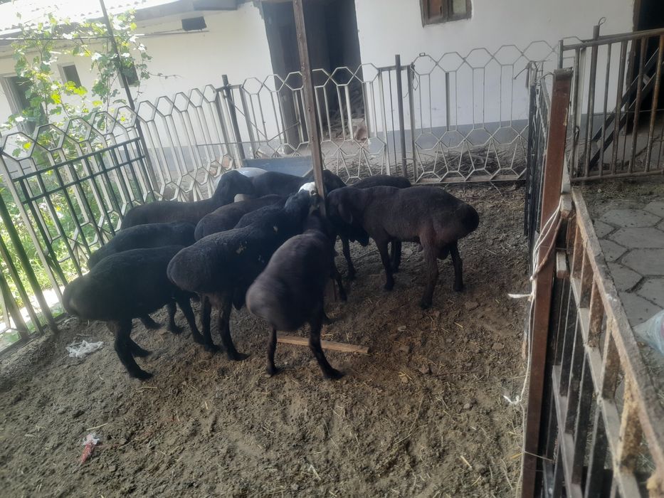 Qasso xizmat Qurbon hayitga qo'chqorlar ham bor