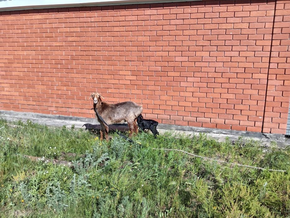 Продам овцу с ягненком