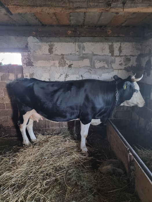 Vaca de vanzare  !