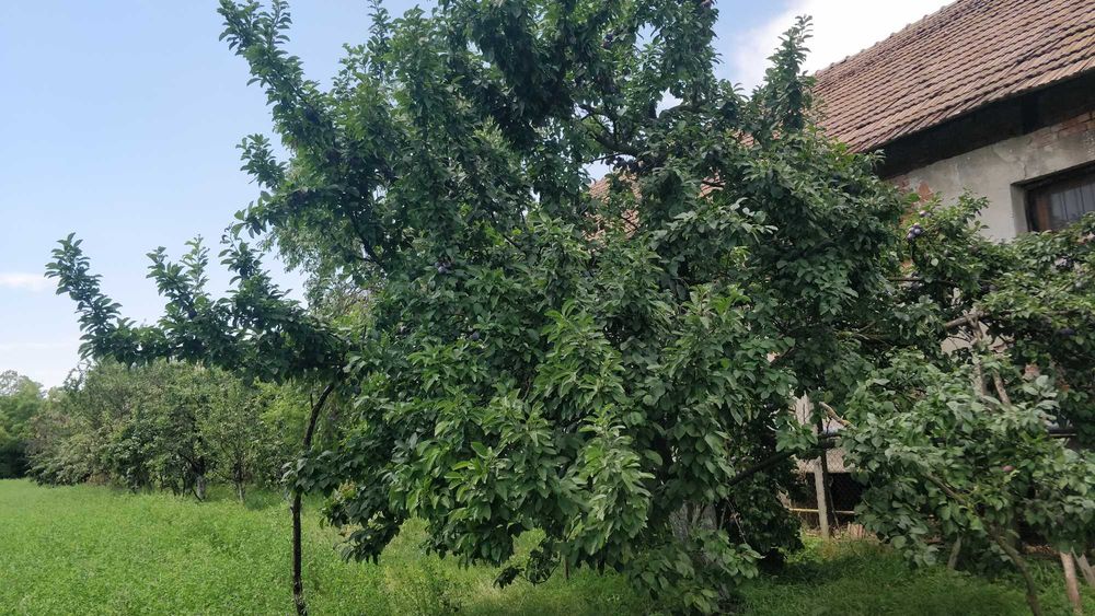 vând prune de masă, soiul renglot uriaș