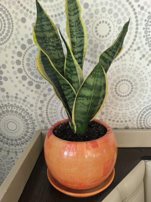 Продам сансиеверию