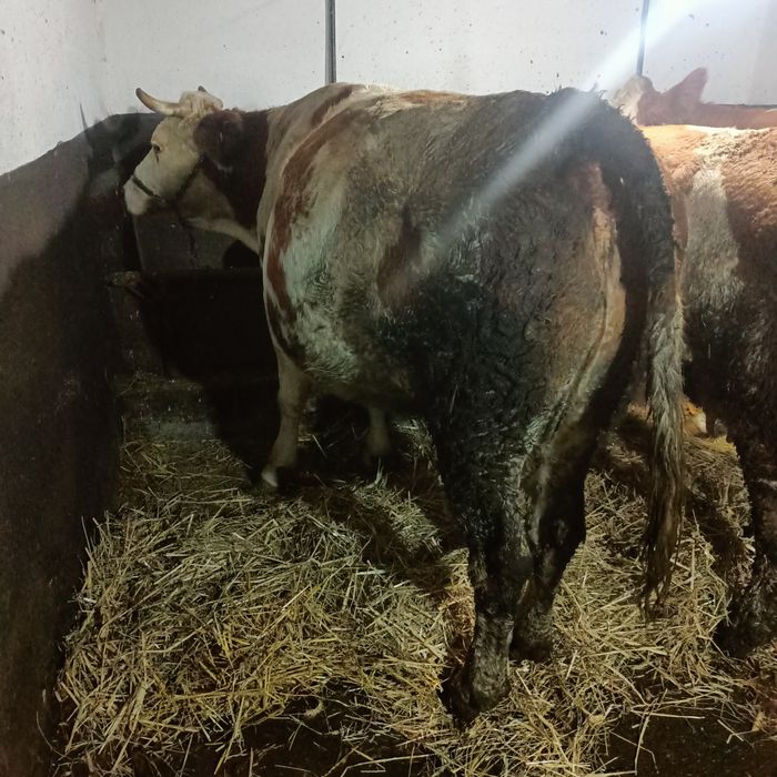 Vaca bălțată de vanzare