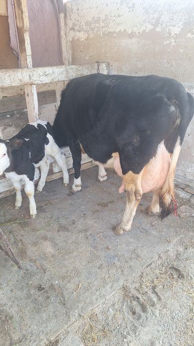 Продам телочку 2 недели от высокоудойной коровы