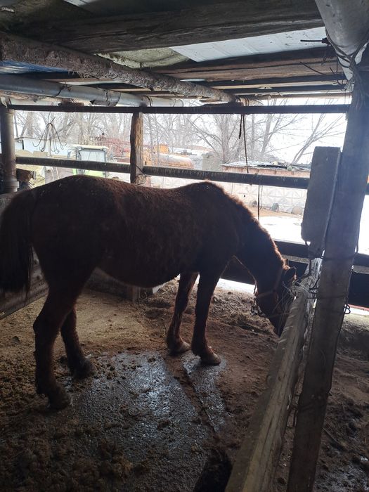 Семіз туу биелер сатылады