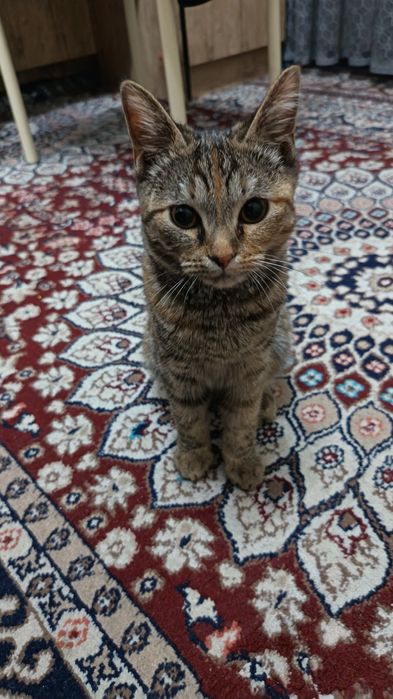 uy mushigi bervoriladi