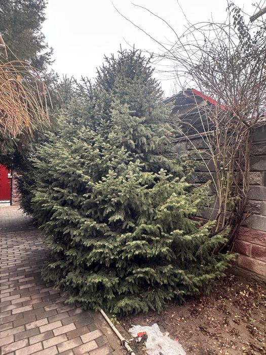 Продам елки 2 штука высота 5 метр ширина 2, 20 метр