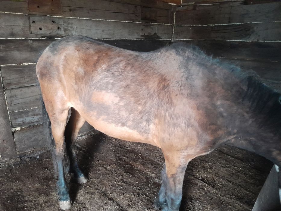 Продам байтал с откорма.