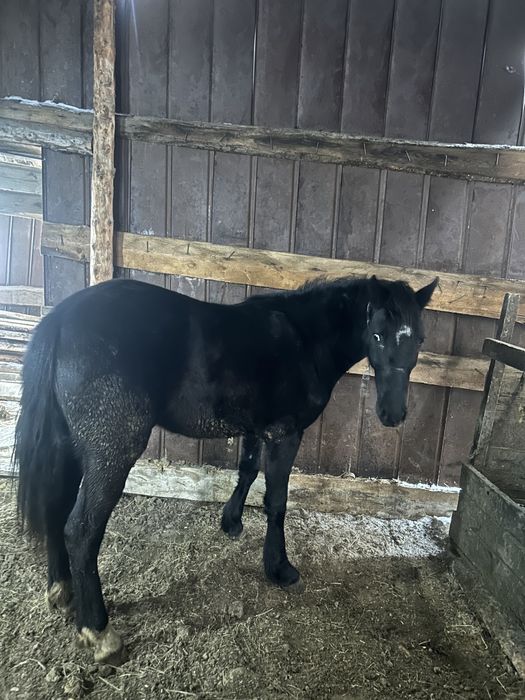 Продам кобылку 2х летка