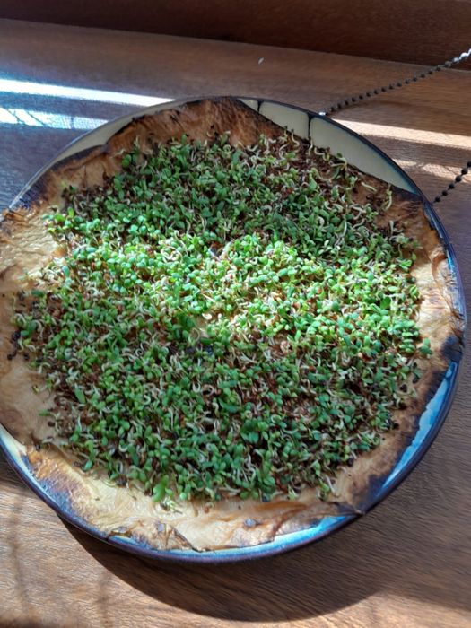 сорт Багира Дрожевой 97 % свхожесть