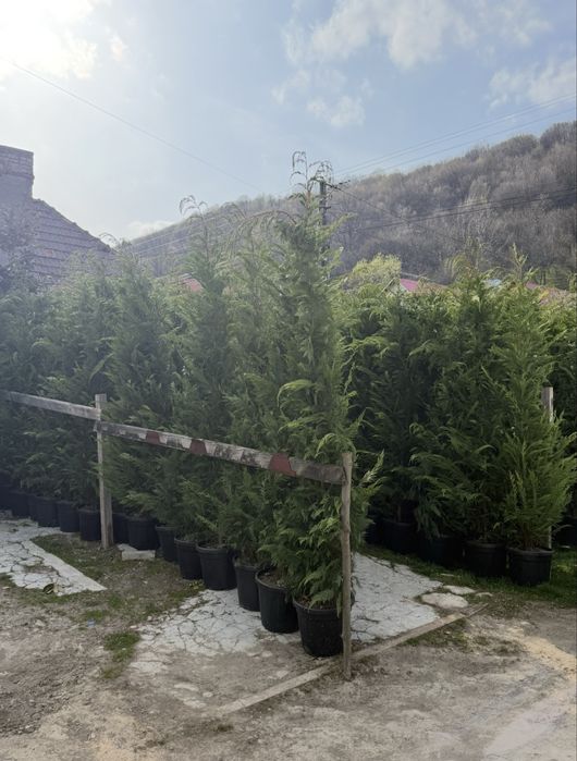 Cupressocyparis leylandii, pentru gard viu, rata prindere 100%