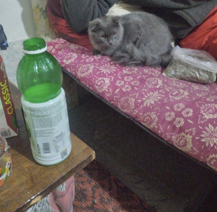 Продам котёнка мальчик 6 месяца британский скоттиш фолд