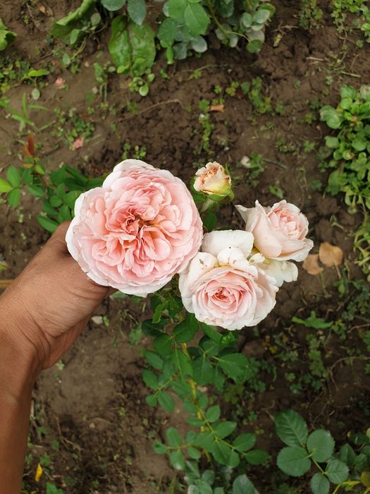 Многолетние Розы