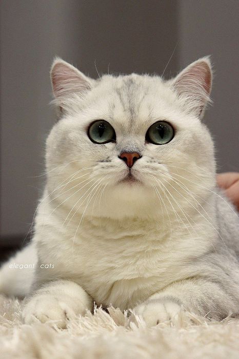 Британский кот серебристый шиншилла