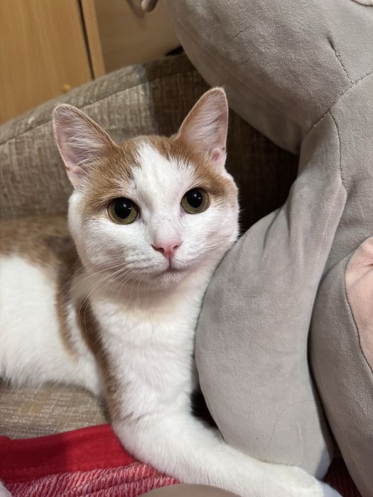 Кот в добрые руки