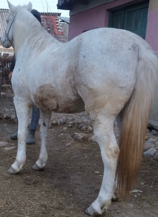 Vând iapă cu pașaport