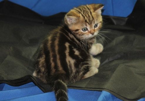 Шотландские малыши