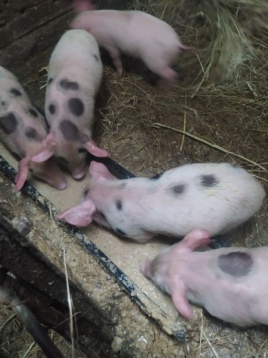 Продам месячных поросят