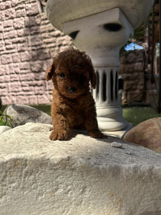 Poodle mini toy pedigree