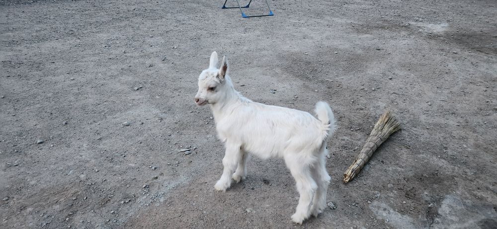 Продам козлята 5шт