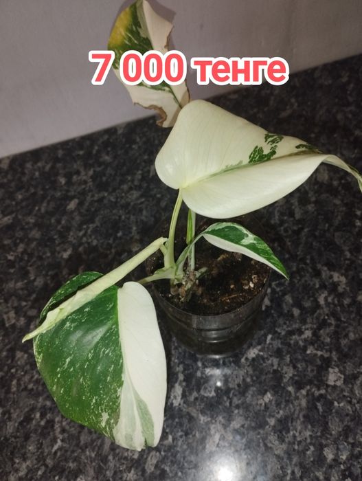 Монстера Альба черенки