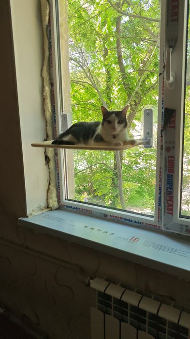 Кот 1 год, к лотку приучен очень чистоплотный