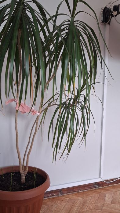 Продам комнатные растения