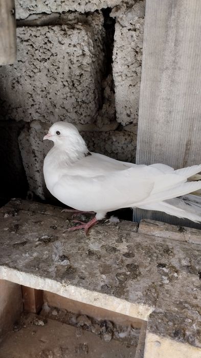 Продам бакинцов молодых