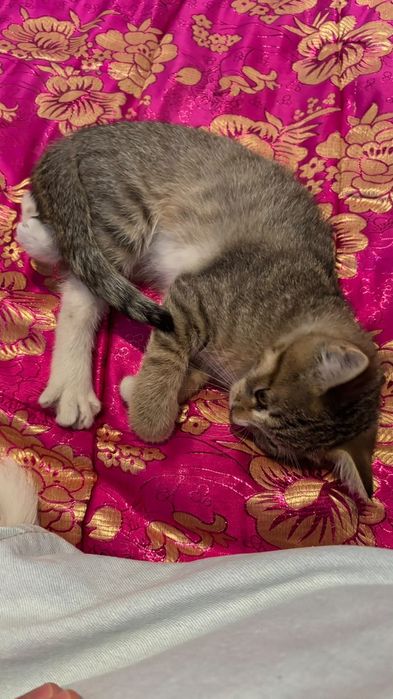 Мысык Котёнок Бесплатно