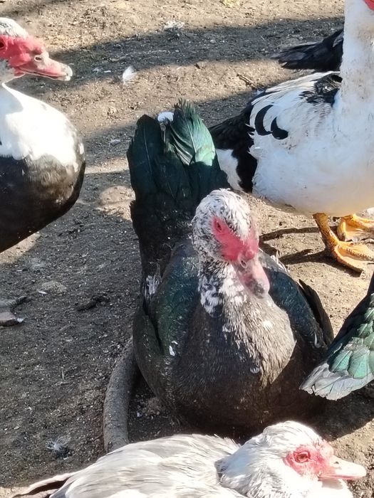 Ratoi muti din vara anului trecut