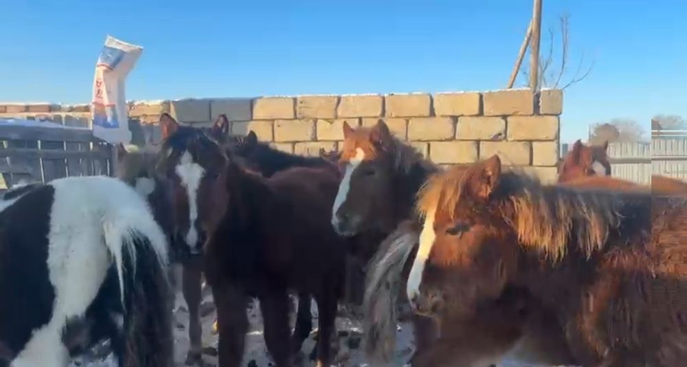 Жеребята 2025г.р