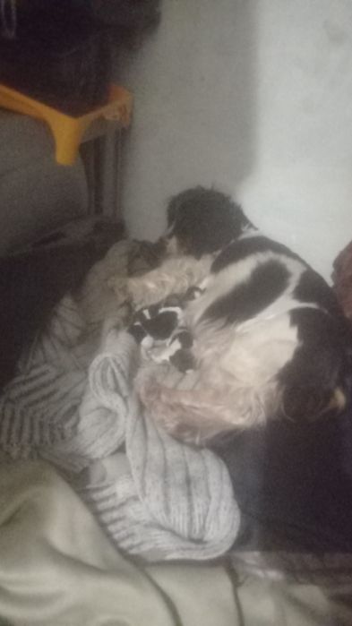 Продам щенков русский спаниель