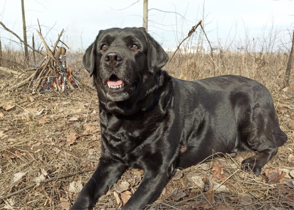 Продается собака лабрадор