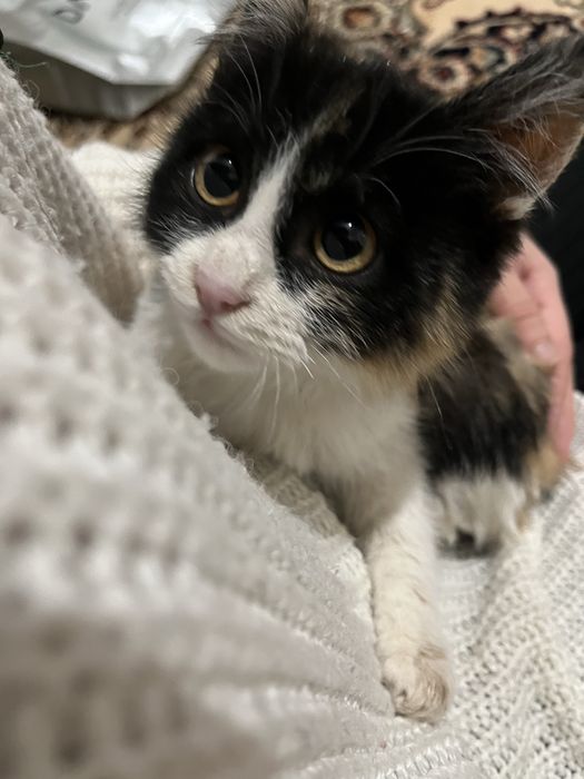 Котята в добрын руки